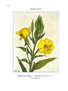Gadeceau-adventices-onagre