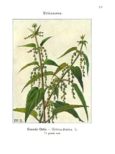 Gadeceau-adventices-ortie dioïque