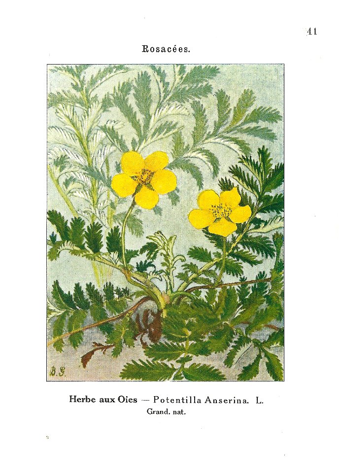 Gadeceau-adventices-potentille ansérine