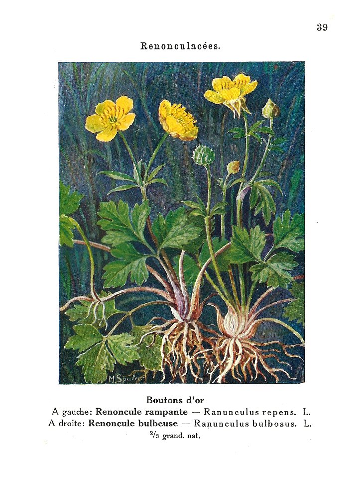 Gadeceau-adventices-renoncules (2)