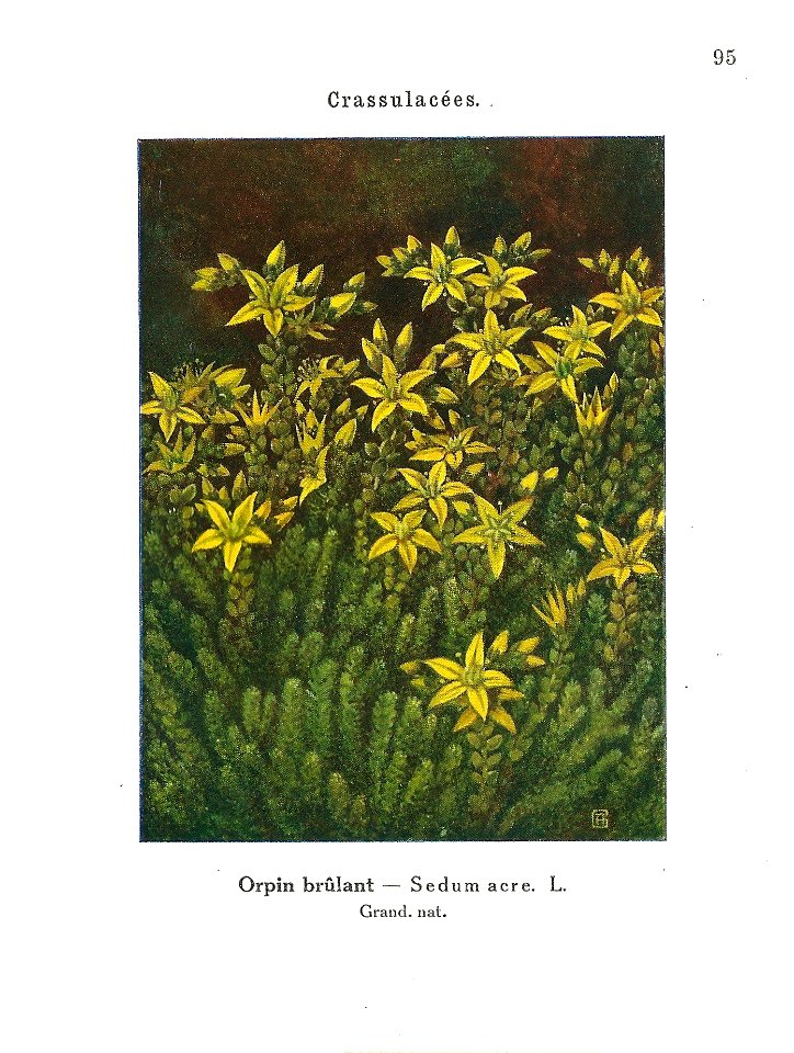 Gadeceau-adventices-sédum orpin