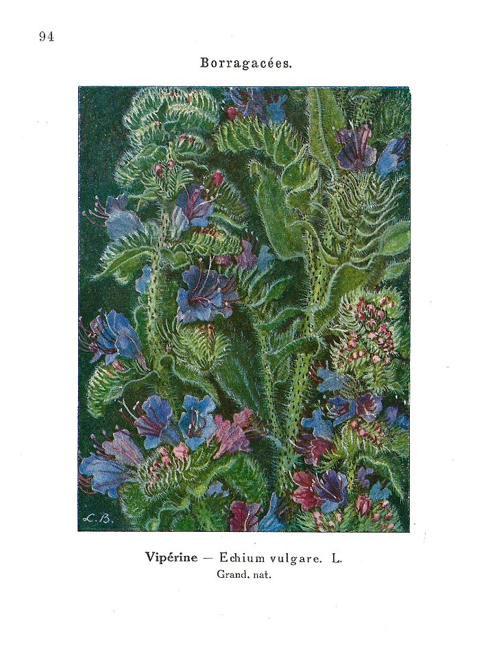 Gadeceau-adventices-vipérine