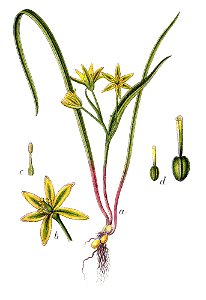 Gagea pratensis Sturm35