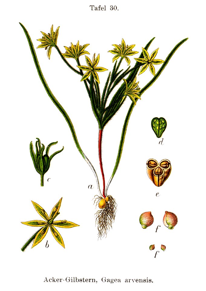 Gagea villosa Sturm30