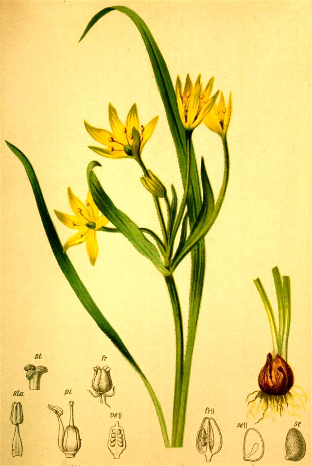 Gagea liottardi Atlas Alpenflora