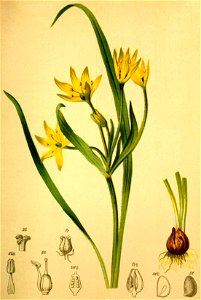 Gagea liottardi Atlas Alpenflora