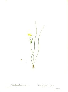 Gagea spathacea Redouté2