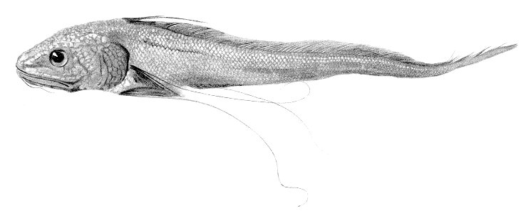 Gadomus longifilis