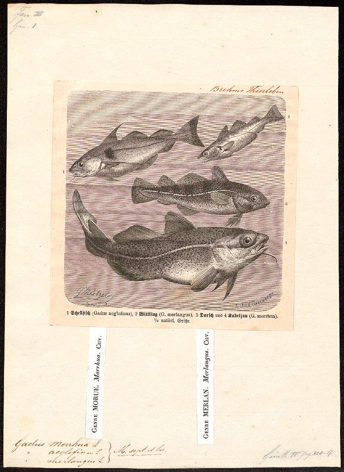 Gadus morrhua - 1700-1880 - Print - Iconographia Zoologica - Special Collections University of Amsterdam - UBA01 IZ14000085