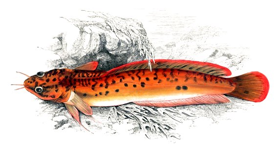 Gaidropsarus vulgaris Gervais