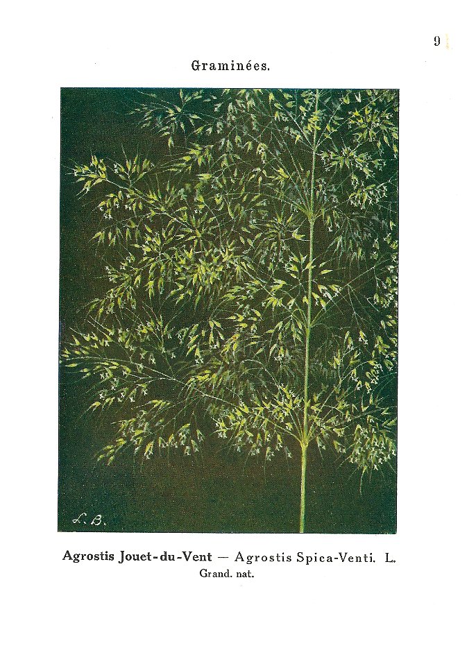Gadeceau-adventices-agrostis