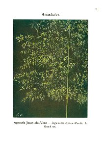 Gadeceau-adventices-agrostis