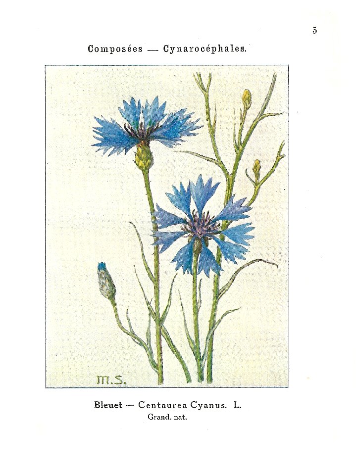 Gadeceau-adventices-bleuet