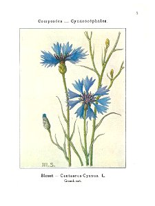Gadeceau-adventices-bleuet