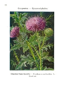 Gadeceau-adventices-chardon faux-acanthe