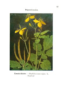 Gadeceau-adventices-chélidoine