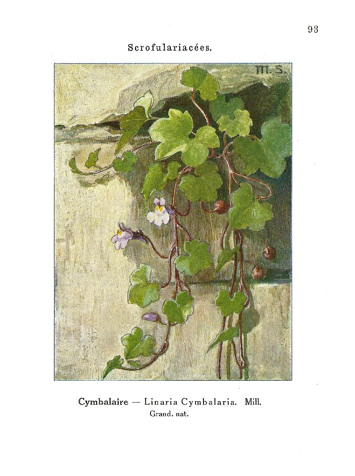 Gadeceau-adventices-cymbalaire