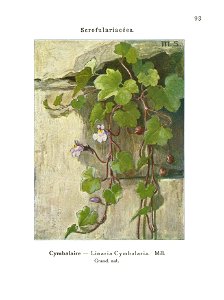 Gadeceau-adventices-cymbalaire