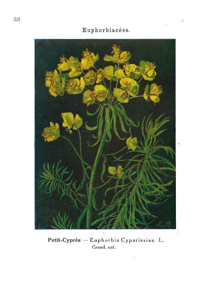 Gadeceau-adventices-euphorbe cyprès