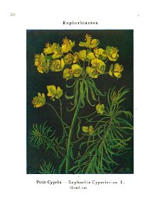 Gadeceau-adventices-euphorbe cyprès