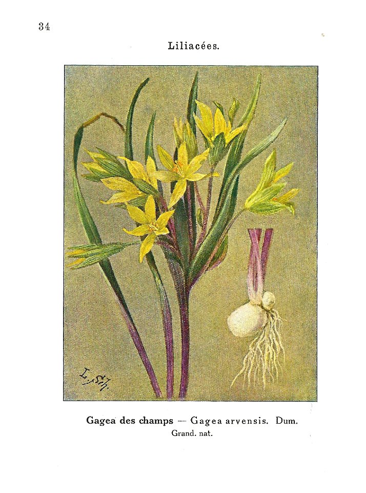 Gadeceau-adventices-gagea