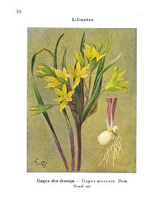 Gadeceau-adventices-gagea
