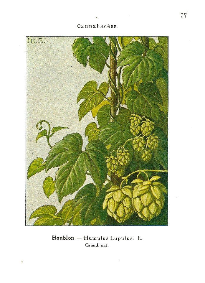Gadeceau-adventices-houblon
