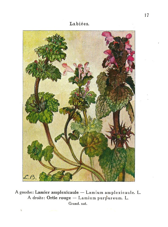 Gadeceau-adventices-lamiers