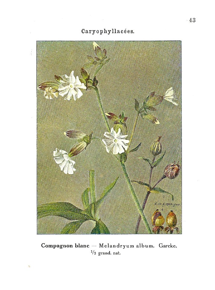 Gadeceau-adventices-lychnis