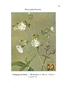 Gadeceau-adventices-lychnis