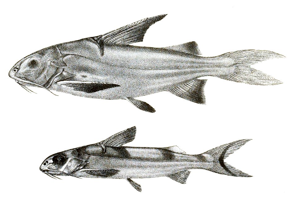 Gagata cenia Mintern 115