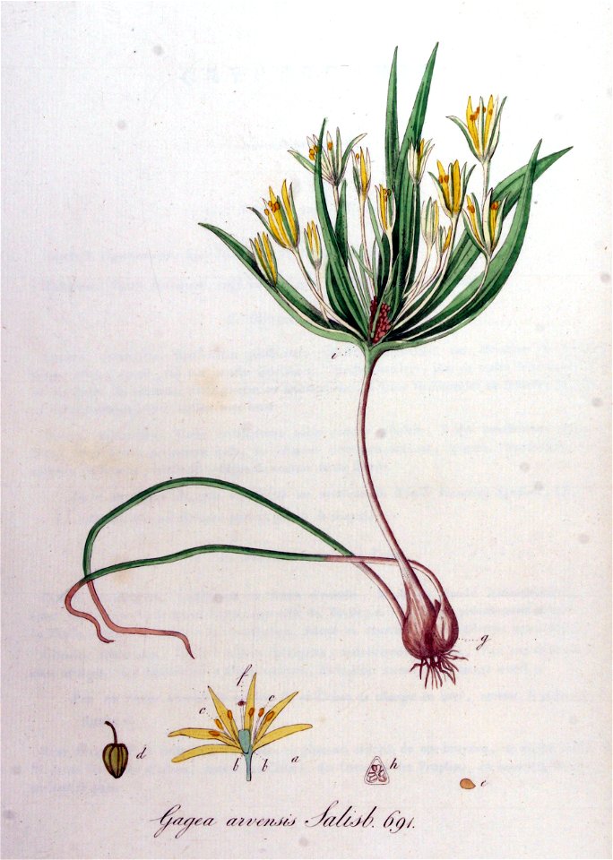 Gagea arvensis — Flora Batava — Volume v9