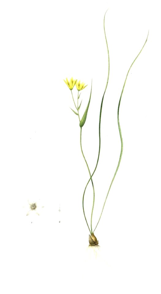 Gagea spathacea Redouté détail