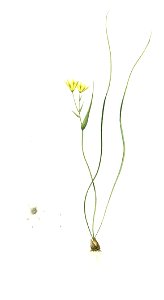 Gagea spathacea Redouté détail