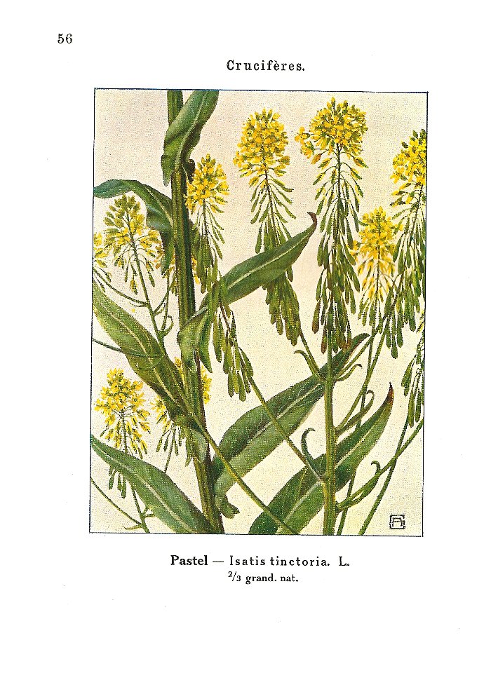 Gadeceau-adventices-pastel