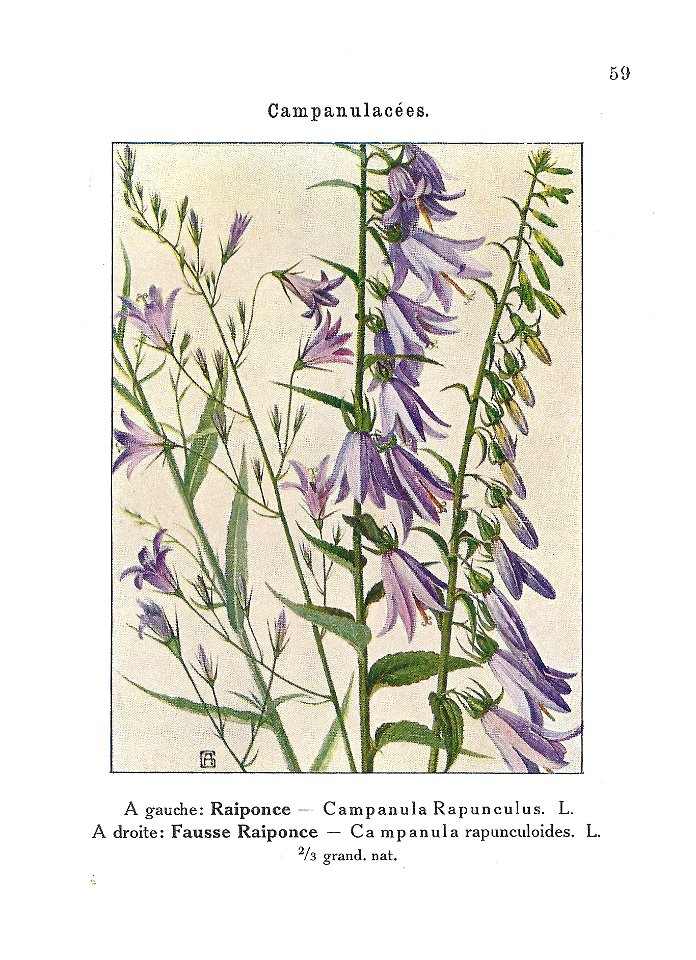 Gadeceau-adventices-raiponces (2)
