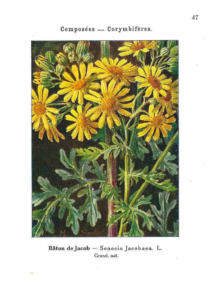 Gadeceau-adventices-seneçon jacobée