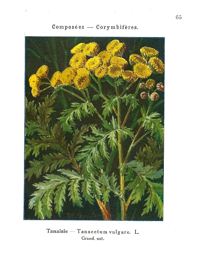 Gadeceau-adventices-tanaisie