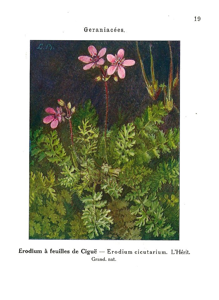 Gadeceau-adventices-érodium