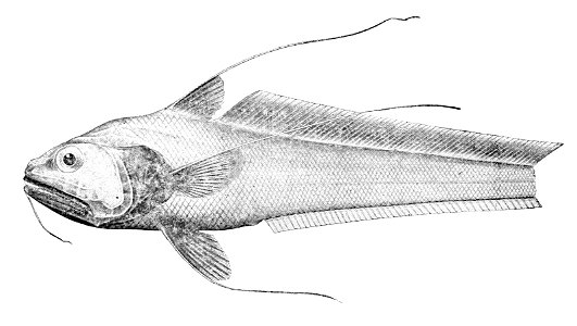 Gadomus melanopterus