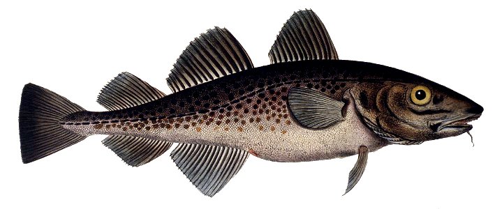 Gadus morhua1