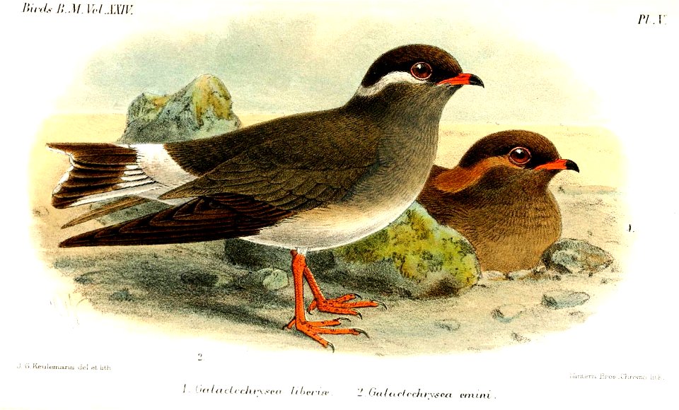 GalactochryseaKeulemans