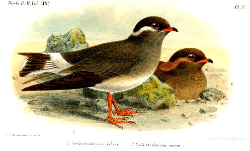 GalactochryseaKeulemans