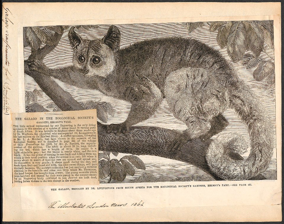 Galago crassicaudatus - 1864 - Print - Iconographia Zoologica - Special Collections University of Amsterdam - UBA01 IZ19700153