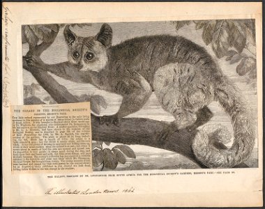 Galago crassicaudatus - 1864 - Print - Iconographia Zoologica - Special Collections University of Amsterdam - UBA01 IZ19700153