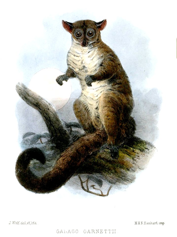 GalagoGarnettiiWolf