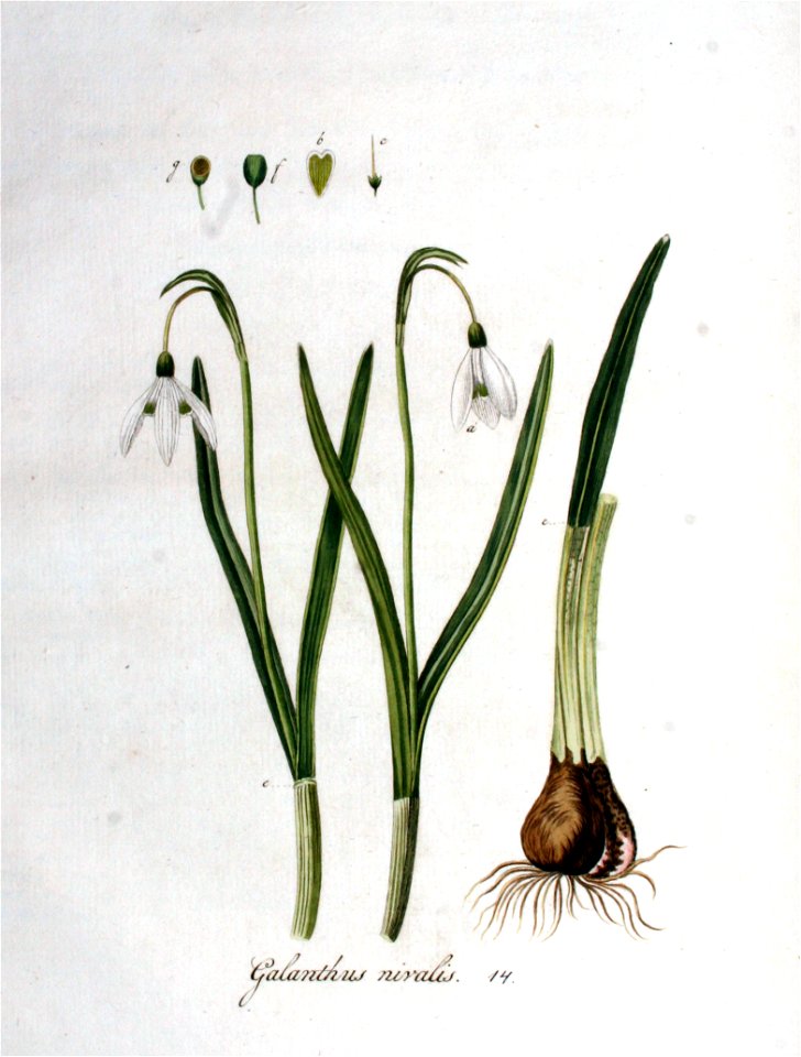Galanthus nivalis — Flora Batava — Volume v1