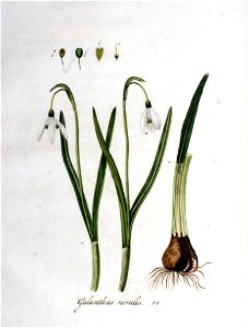Galanthus nivalis — Flora Batava — Volume v1