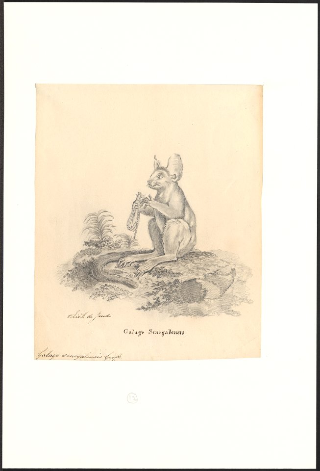 Galago senegalensis - 1788-1863 - Print - Iconographia Zoologica - Special Collections University of Amsterdam - UBA01 IZA1000534