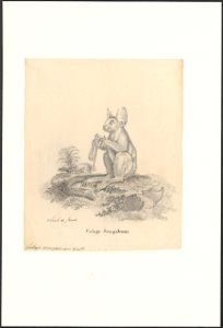 Galago senegalensis - 1788-1863 - Print - Iconographia Zoologica - Special Collections University of Amsterdam - UBA01 IZA1000534